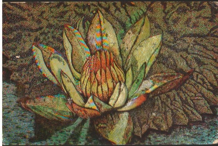 CPI (B7792) CARTE POSTALA - BAILE FELIX, ORADEA, LOTUS, NUFAR, BRONZATA