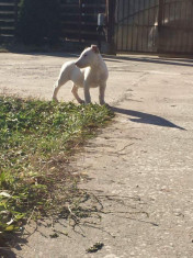 bull terrier foto