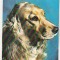 bnk cp Romania - Cocker Spaniel Auriu - cp necirculata