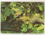 Bnk cp Sibiu - Muzeul de istorie naturala - Sturz de cuib - necirculata, Printata