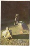 Bnk cp Romania - Pelican - necirculata, Printata