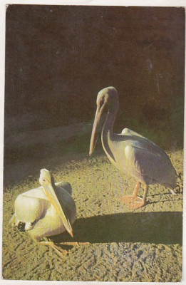 bnk cp Romania - Pelican - necirculata foto