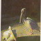 bnk cp Romania - Pelican - necirculata