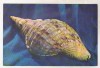 Bnk cp Sibiu - Muzeul de istorie naturala - Melc - cp necirculata, Printata
