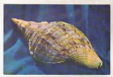 Bnk cp Sibiu - Muzeul de istorie naturala - Melc - cp necirculata, Printata