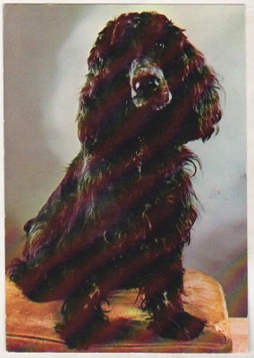 bnk cp Romania - Cocker Spaniel - cp necirculata foto