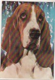 Bnk cp Romania - Basset ( Hound ) - cp necirculata, Printata