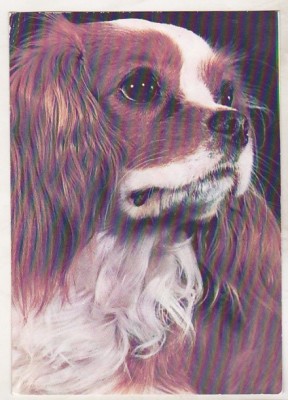 bnk cp Romania - Spaniel King Charles - cp necirculata foto