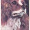 bnk cp Romania - Spaniel King Charles - cp necirculata
