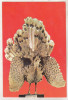 Bnk cp Bucuresti - Muzeul Antipa - Paunul cu oglinda - vedere necirculata