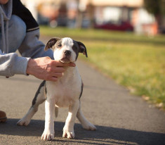 Amstaff Blue foto