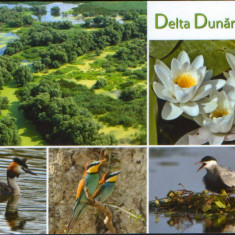 Carte postala necirculata -Pasari din Delta Dunarii,nuferi