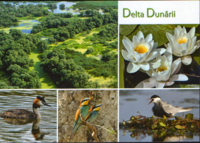 Carte postala necirculata -Pasari din Delta Dunarii,nuferi foto