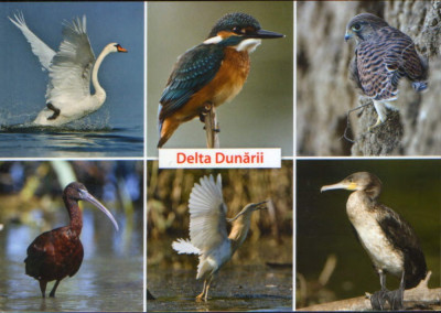 Carte postala necirculata -Pasari din Delta Dunarii foto