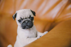 Vand urgent pui mops sau pug foto