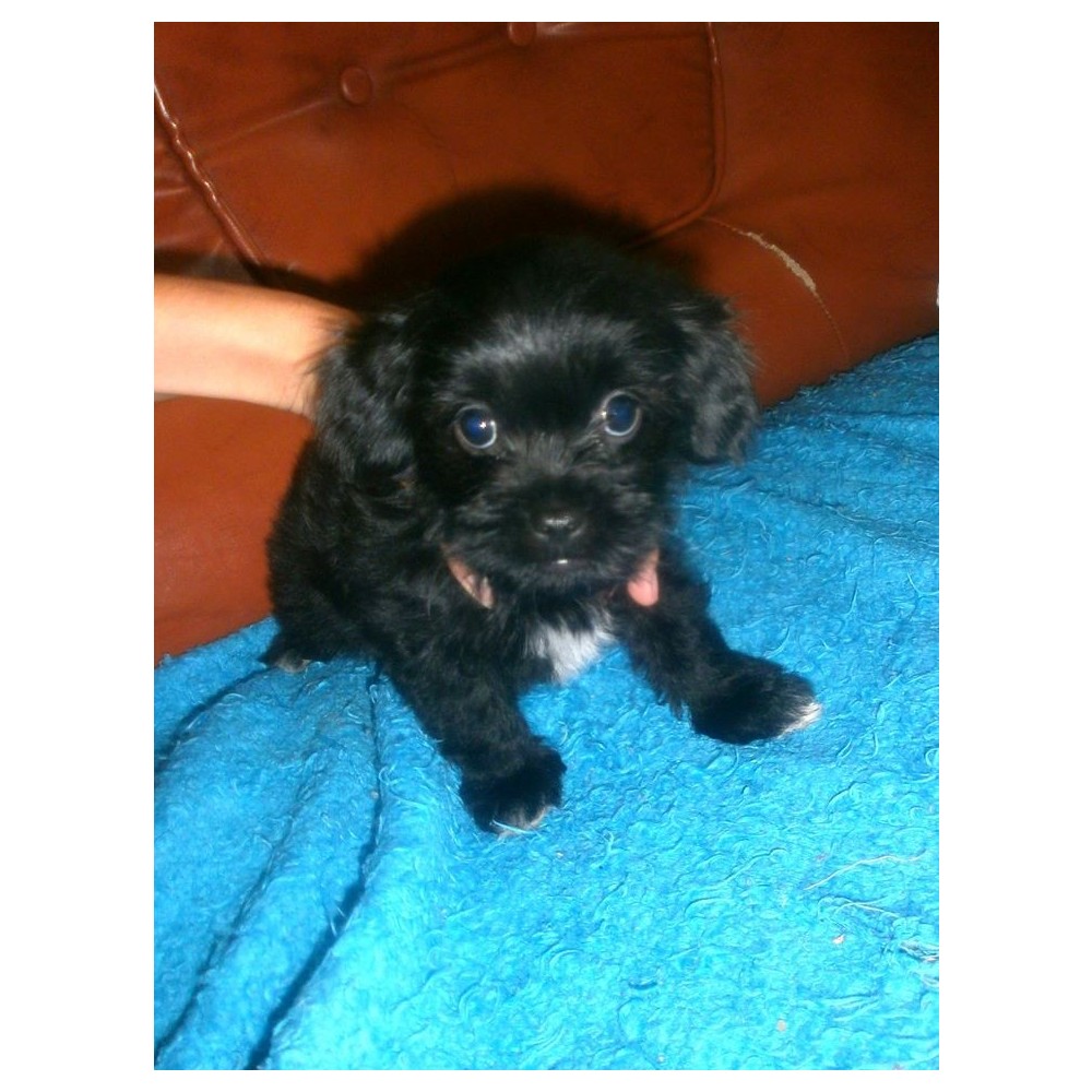 Pui bichon havanez talie MINI arhiva Okazii.ro