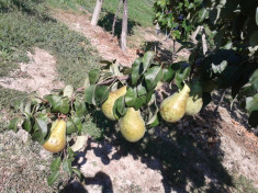 vand palinca , tuica de fructe , mere ,pere,piersici ,100% ,naturala ,2 ani foto