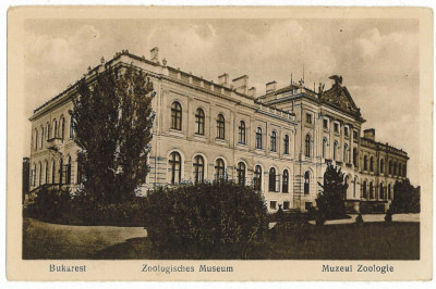 629 - BUCURESTI, Zoological Museum - old postcard - used foto