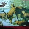 Maxima Fauna - Cerb - Diorama Muzeu Gr.Antipa Bucuresti