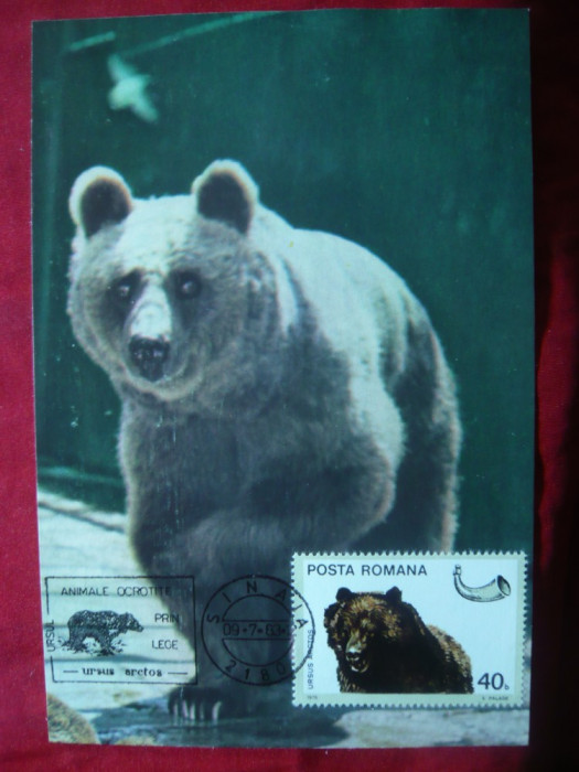 Maxima Fauna - Ursul Brun -Muzeul St.Naturii Ploiesti -Animale ocrotite