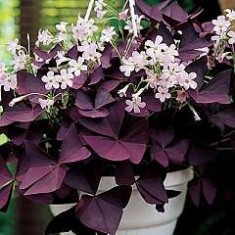 OXALIS TRIANGULARIS RED 10 bulbi &amp;amp; 10 Ron foto