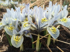 Bulbi IRIS RETICULATA KATHARINA HODCIN cu 6 Ron/10buc foto