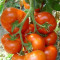 Seminte de tomate Belfast F1