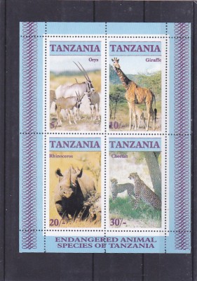 Fauna africana ,Tanzania. foto