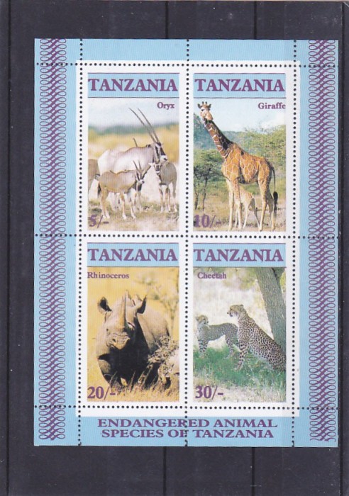 Fauna africana ,Tanzania.