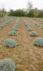 Tufe de lavanda foto