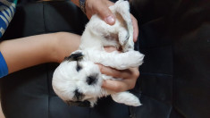 Shih tzu foto