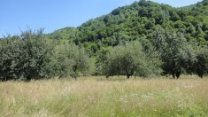 Teren Casa/Cabana Lotrioara Sibiu foto