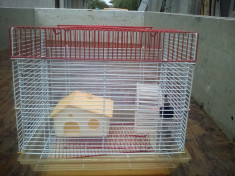 Colivie hamster foto