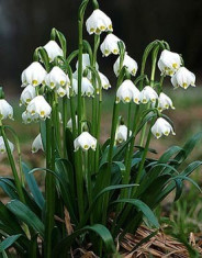 Bulbi GHIOCEI- LEUCOJUM AESTIVUM cu 10 Ron/10buc foto