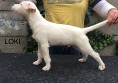 Doi pui masculi Parson Russell Terrier foto