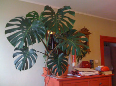 REDUCERE: Planta naturala Monstera / Filodendron, tanara, sanatoasa foto