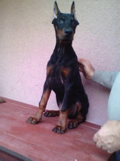 Pui de doberman foto