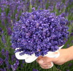 Seminte lavanda -PROVENCE BLUE foto