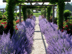 Seminte lavanda (Lavandula Angustifolia )-Common English foto