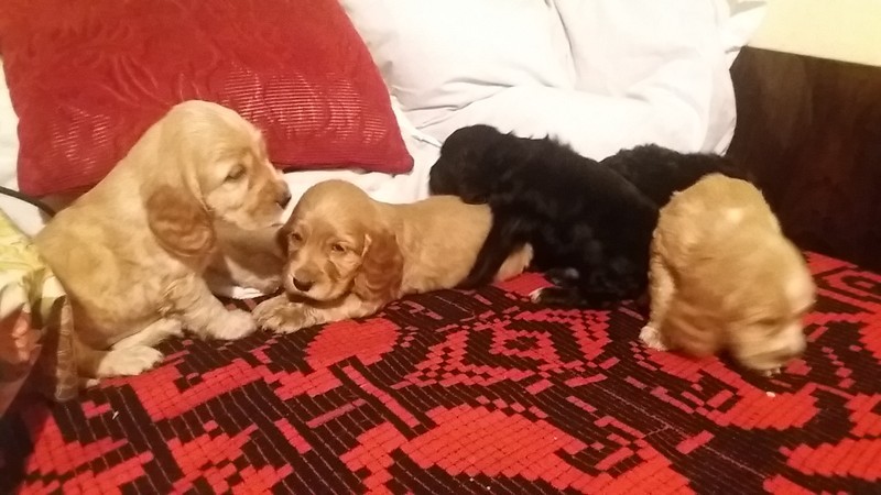 Vand pui Cocker Spaniel | arhiva Okazii.ro