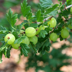 Ribes uva-crispa Hinnomaki Grun - agris verde foto