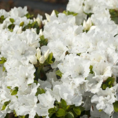 Rhododendron Panda ? azalee alba foto