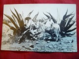 Ilustrata Mexic ,interbelica -Munca traditionala - culegator de mied