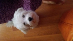 Bichon Maltez 3 luni foto