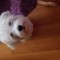 Bichon Maltez 3 luni