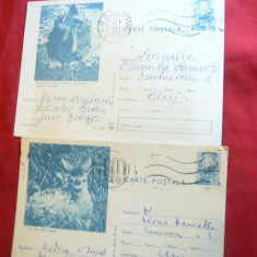 2 Carti Postale Ilustrate- Fauna -Dropie si Pui de Caprioara 1970