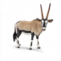 Oryx foto