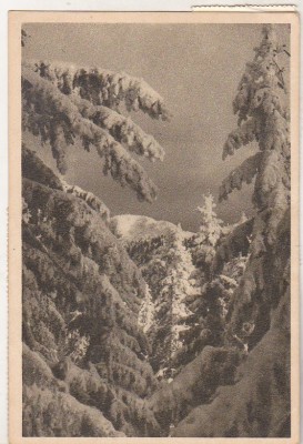 bnk cp Postavarul - Peisaj de iarna - circulata 1953 foto