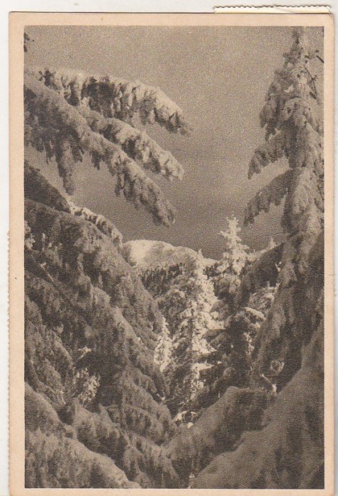 bnk cp Postavarul - Peisaj de iarna - circulata 1953
