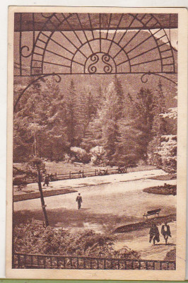 bnk cp Tusnad - In parc - uzata 1951 foto